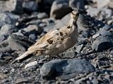 Vacation Alaska and Northwest  Ptarmigan